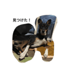 犬の日常を過ごし方（個別スタンプ：7）