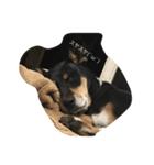 犬の日常を過ごし方（個別スタンプ：8）