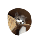虎のいちにち（個別スタンプ：10）