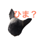シワ丸くん第2弾！（個別スタンプ：13）