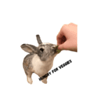 TINY PETTING Z00（個別スタンプ：1）