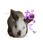 うーちゃんFamily 4（個別スタンプ：1）