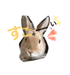 うーちゃんFamily 4（個別スタンプ：7）