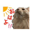ノルのレッチュん（個別スタンプ：1）