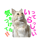 ノルのレッチュん（個別スタンプ：8）