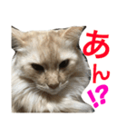 ノルのレッチュん（個別スタンプ：16）