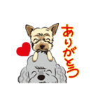トイプーのプ二君＆ヨーキーのモモちゃん（個別スタンプ：5）