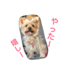 ヨークシャーテリアのアミちゃん2（個別スタンプ：6）