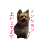 ヨークシャーテリアのアミちゃん2（個別スタンプ：11）