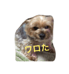ヨークシャーテリアのアミちゃん2（個別スタンプ：14）