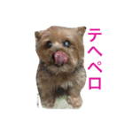 ヨークシャーテリアのアミちゃん2（個別スタンプ：15）