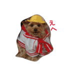 ヨークシャーテリアのアミちゃん2（個別スタンプ：16）