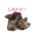 ヨークシャーテリアのアミちゃん2（個別スタンプ：18）