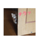 ヨークシャーテリアのアミちゃん2（個別スタンプ：22）