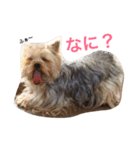 ヨークシャーテリアのアミちゃん2（個別スタンプ：25）