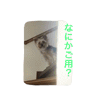 ヨークシャーテリアのアミちゃん2（個別スタンプ：27）
