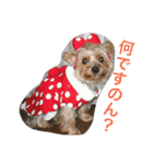 ヨークシャーテリアのアミちゃん2（個別スタンプ：28）