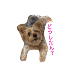 ヨークシャーテリアのアミちゃん2（個別スタンプ：29）