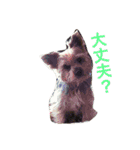 ヨークシャーテリアのアミちゃん2（個別スタンプ：31）