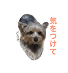ヨークシャーテリアのアミちゃん2（個別スタンプ：33）