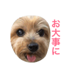 ヨークシャーテリアのアミちゃん2（個別スタンプ：34）