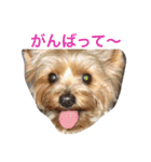 ヨークシャーテリアのアミちゃん2（個別スタンプ：35）