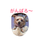 ヨークシャーテリアのアミちゃん2（個別スタンプ：36）