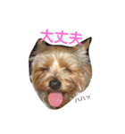 ヨークシャーテリアのアミちゃん2（個別スタンプ：37）