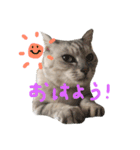 おにゃんせんせ。（個別スタンプ：2）