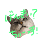 おにゃんせんせ。（個別スタンプ：4）