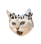 おにゃんせんせ。（個別スタンプ：5）