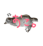 おにゃんせんせ。（個別スタンプ：8）
