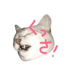 おにゃんせんせ。（個別スタンプ：10）