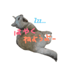 おにゃんせんせ。（個別スタンプ：12）