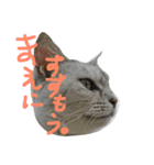 おにゃんせんせ。（個別スタンプ：14）
