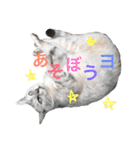 おにゃんせんせ。（個別スタンプ：15）
