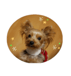 Yorkie arisu (Christmas ＆ New Year)（個別スタンプ：2）