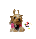 Yorkie arisu (Christmas ＆ New Year)（個別スタンプ：3）