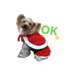 Yorkie arisu (Christmas ＆ New Year)（個別スタンプ：5）
