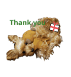 Yorkie arisu (Christmas ＆ New Year)（個別スタンプ：6）