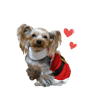 Yorkie arisu (Christmas ＆ New Year)（個別スタンプ：7）