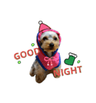 Yorkie arisu (Christmas ＆ New Year)（個別スタンプ：8）
