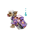 Yorkie arisu (Christmas ＆ New Year)（個別スタンプ：10）
