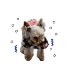 Yorkie arisu (Christmas ＆ New Year)（個別スタンプ：12）