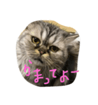 もっぷちゃんスタンプ（個別スタンプ：5）