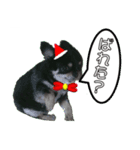 クリスマスワンコ（個別スタンプ：3）
