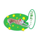 クリスマスワンコ（個別スタンプ：6）