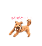 トイプーもこ☆関西弁もあるよ（個別スタンプ：5）