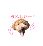 トイプーもこ☆関西弁もあるよ（個別スタンプ：13）