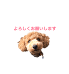 トイプーもこ☆関西弁もあるよ（個別スタンプ：16）
